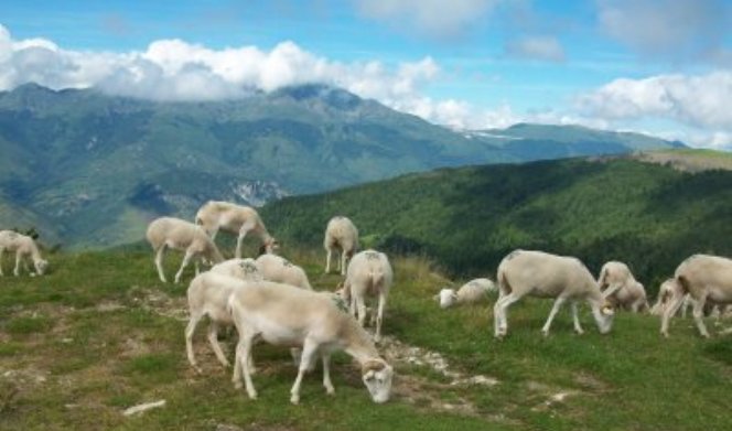Pecore al pascolo sul Plateau de Beille (foto www.vendeeamitie.com)
